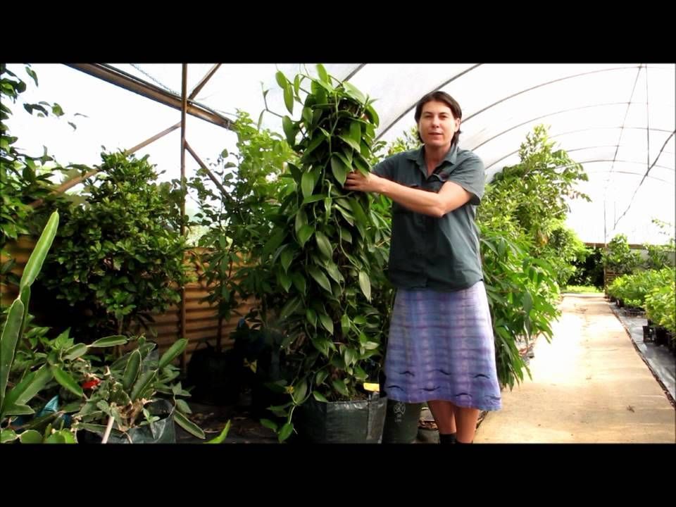 How to plant beans in a pot