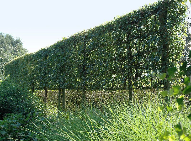 Trees to use as privacy fence