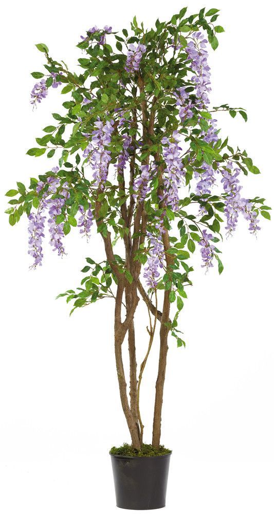 Plant wisteria tree