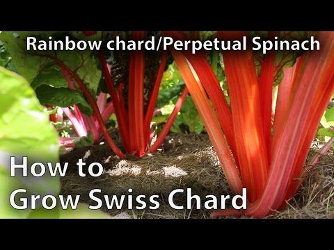 How to harvest swiss chard