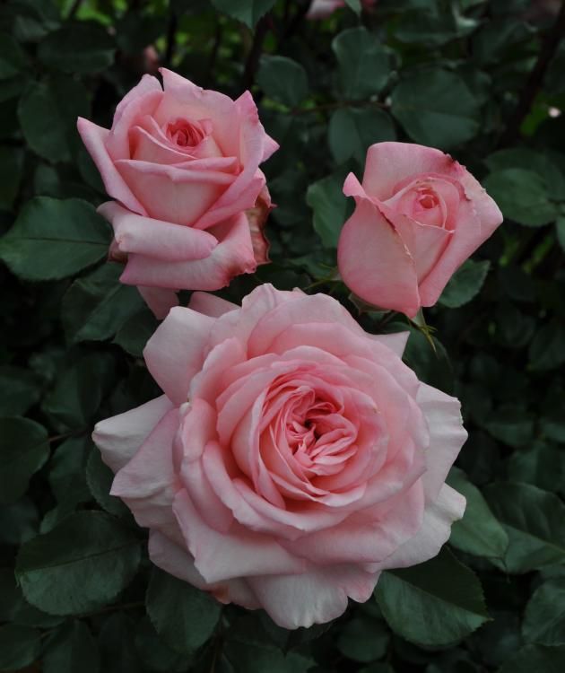 Very fragrant roses