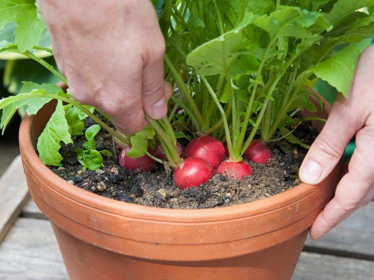 Planting dill seeds in pots