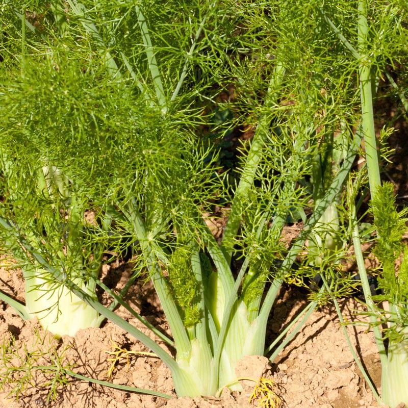 Fennel growing season