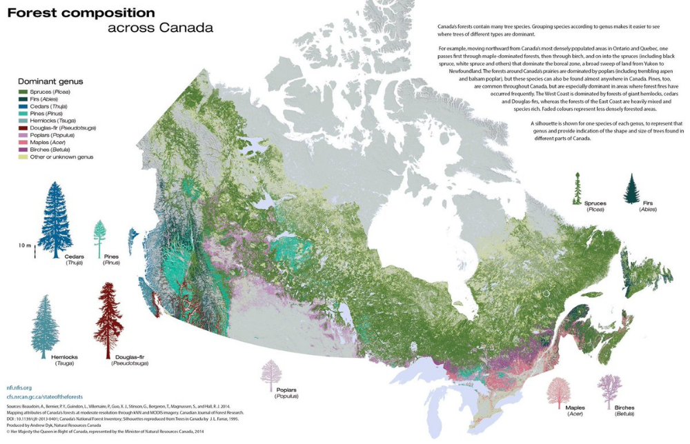 What are the different types of birch trees