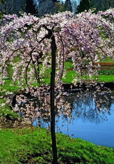 Prune flowering cherry tree