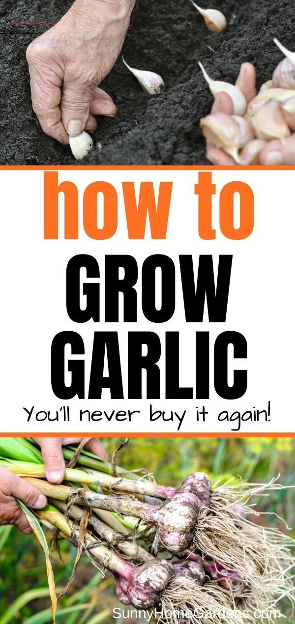 How do you plant garlic from a clove