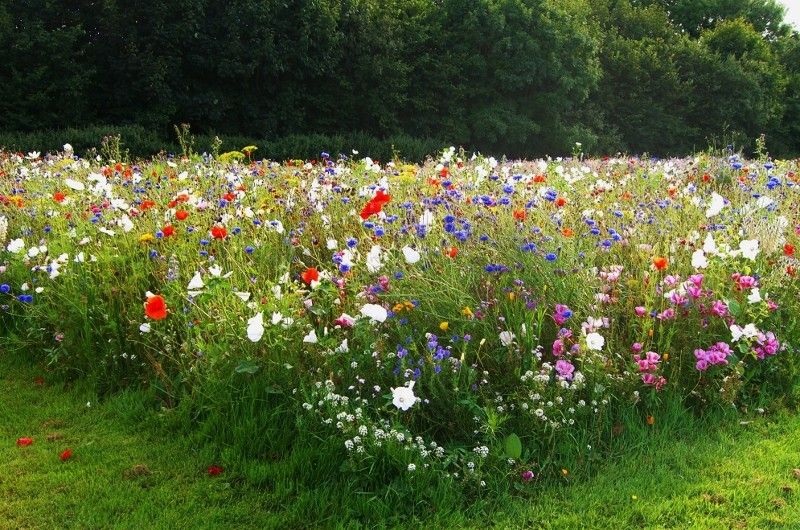 Wildflower meadow gardening