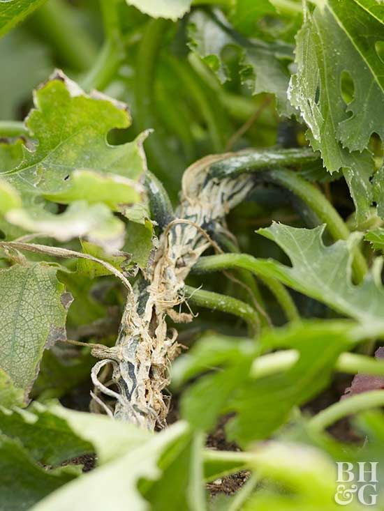 Can you plant squash next to tomatoes