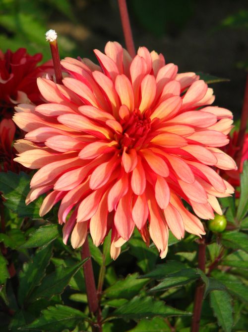 Dahlias planting depth