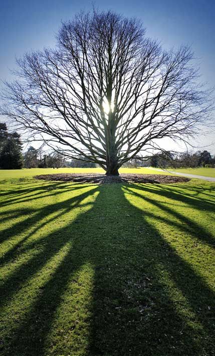 Great privacy trees