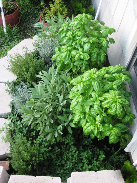 Can you grow basil outside