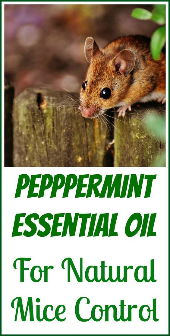 Essential oils for repelling mice