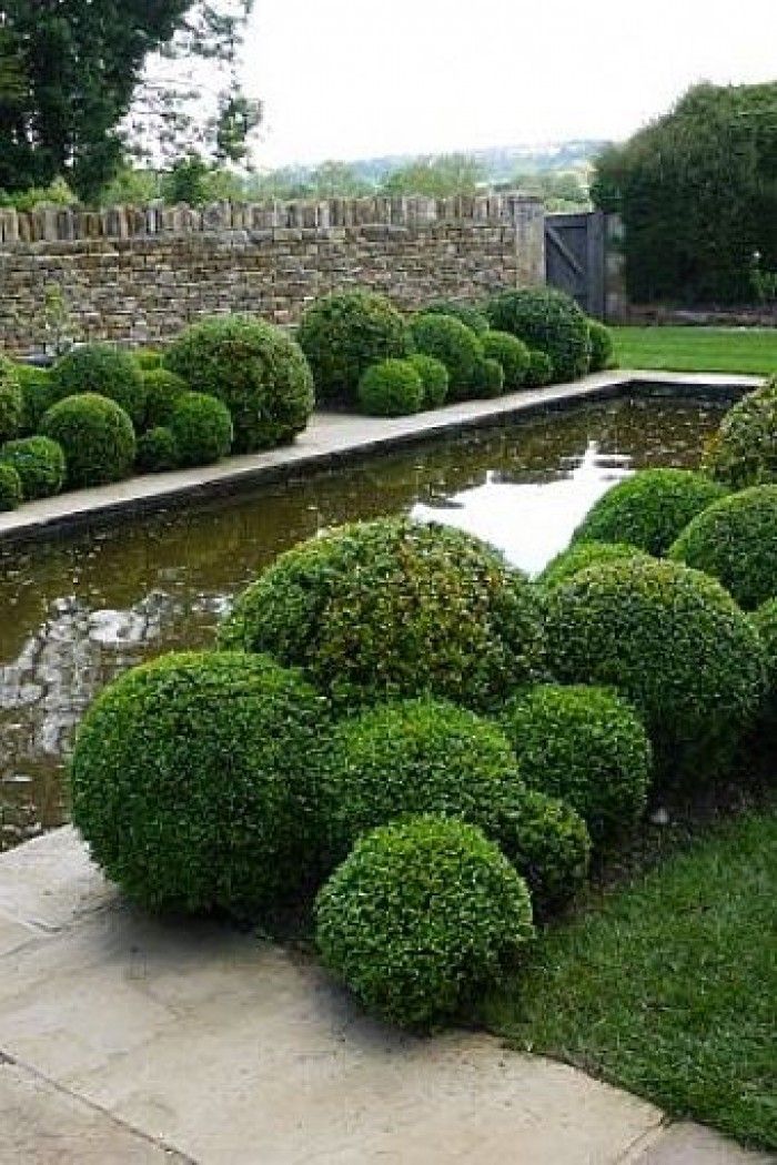 Boxwood shrubs pruning