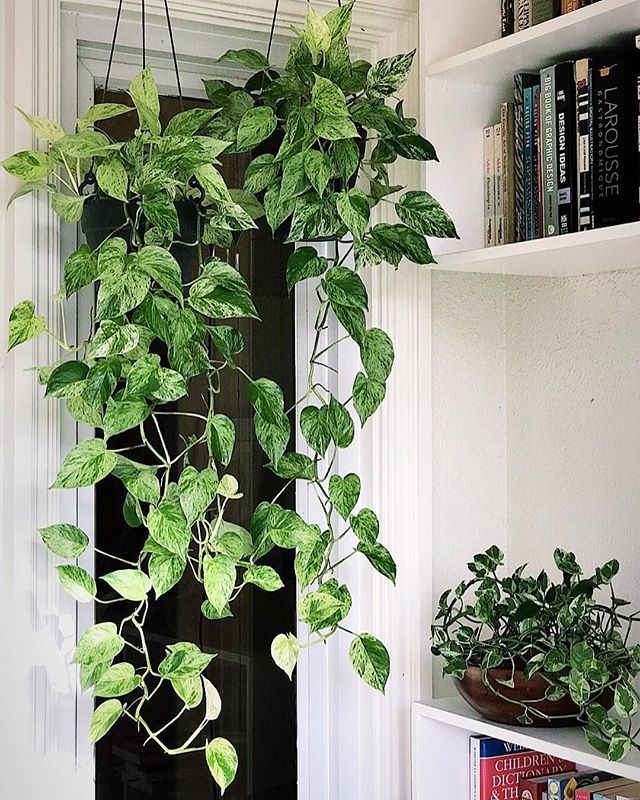 Hanging plant for shade