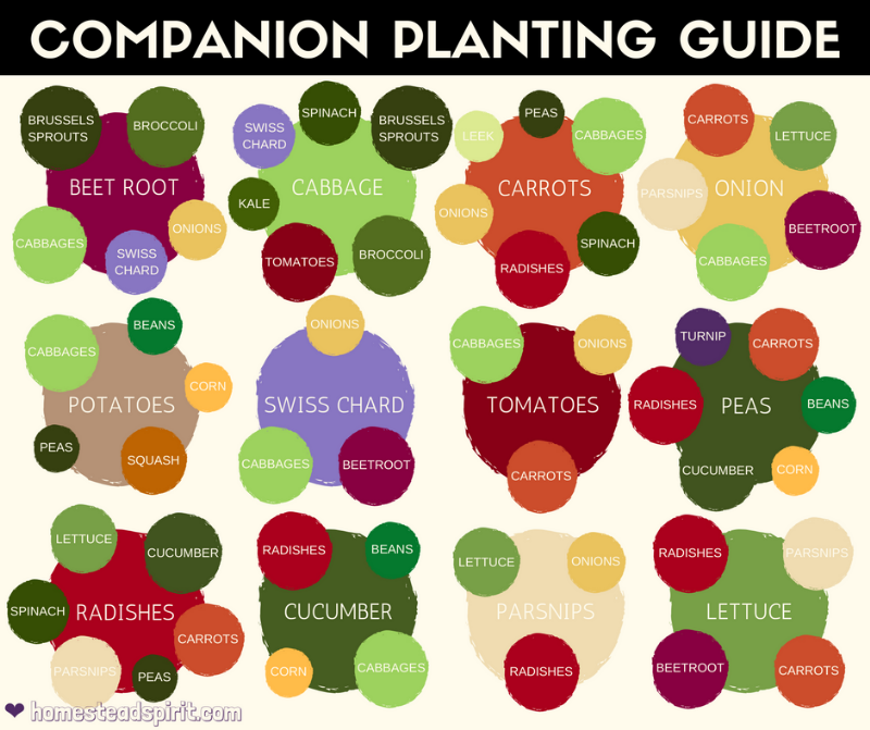 Cucumbers and squash companion planting