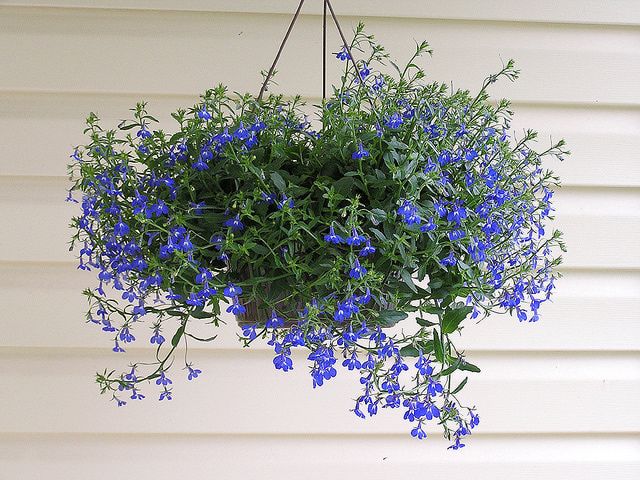 Sun loving plants for hanging baskets