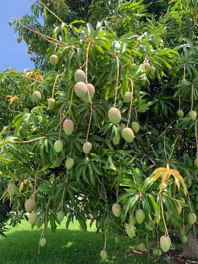 Planting a fruit garden