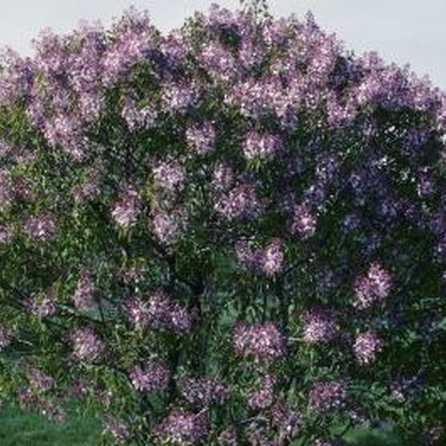 When should i prune my lilac bushes