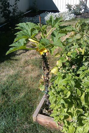 What can you plant with zucchini