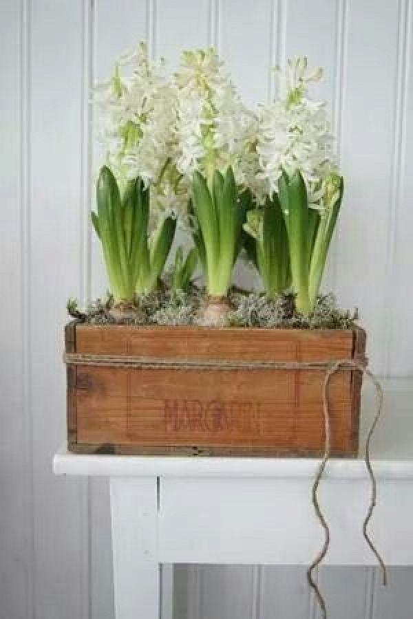 Forcing indoor bulbs