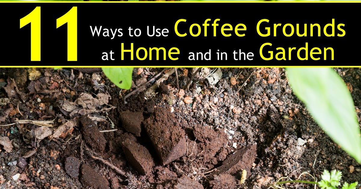 Which plants are coffee grounds good for