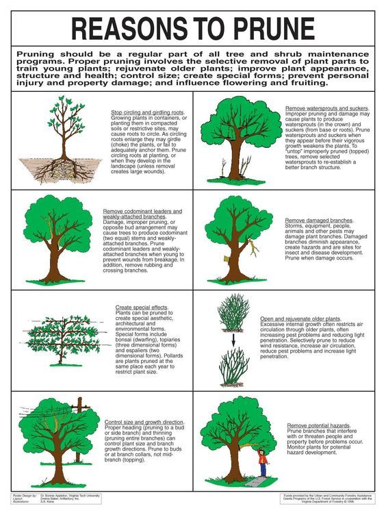 When to trim an orange tree