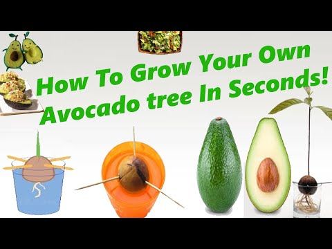 Avocado tree growing conditions