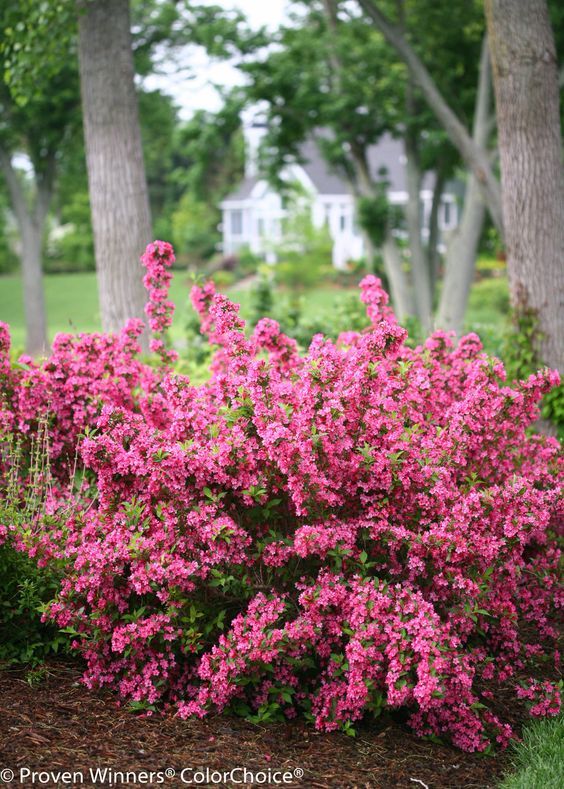 Best flowering bush