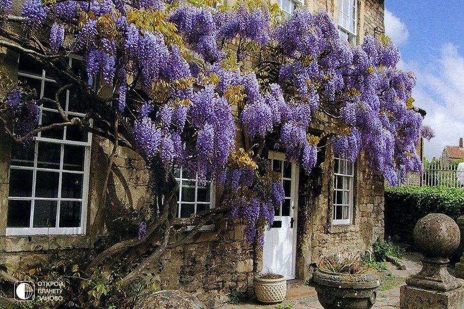 Wisteria on house