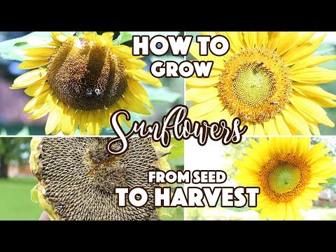 When can i plant sunflower seeds