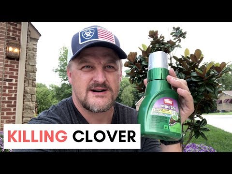 Clover on lawns how to get rid of