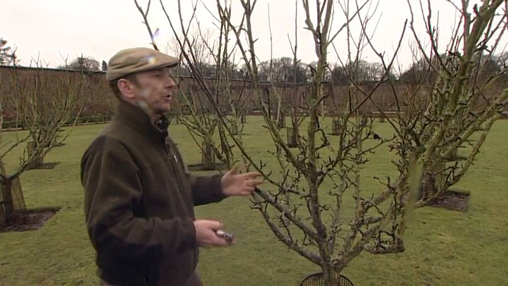 Best time to trim cherry tree