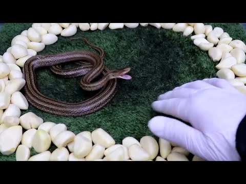 Natural snake repellent for yard