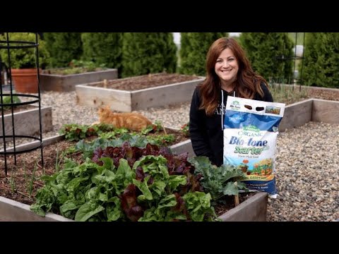 Growing spinach at home