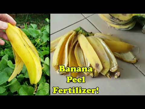Banana peel water fertilizer for plants