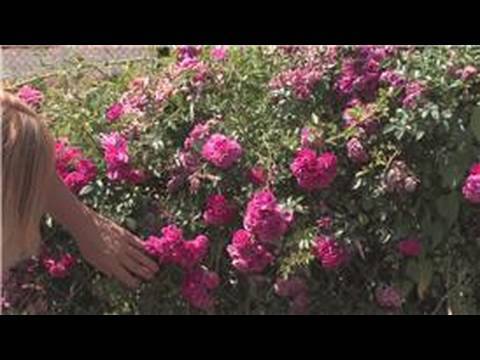 How to cut rose bushes back
