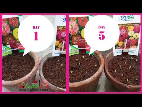 How to collect zinnia seeds