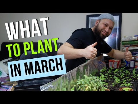 What can i plant in march