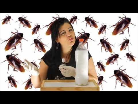 Best solution for cockroaches
