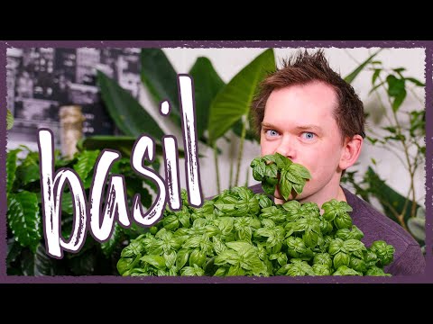 Start basil indoors