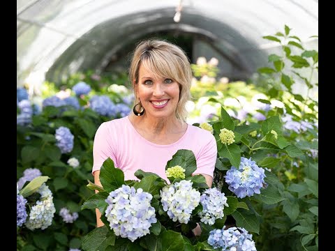 Why do my hydrangeas not bloom