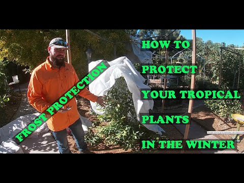 How to protect tender plants from frost