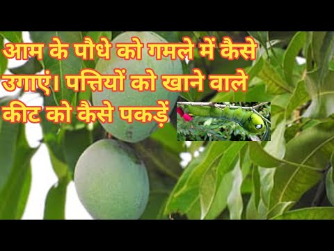 How to plant mangoes