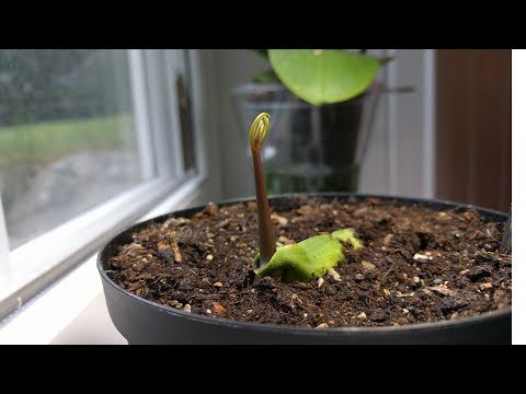 How to grow a mango plant from seed