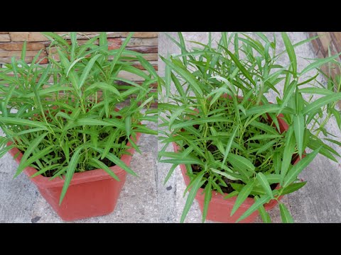 Grow spinach from seed