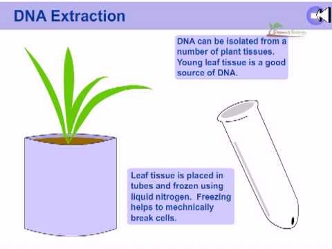 How to take clippings from a plant