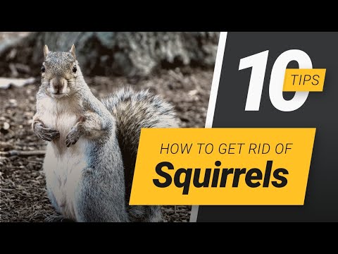 How can i get rid of squirrels in my yard