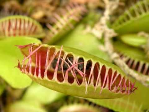 Care for venus flytrap