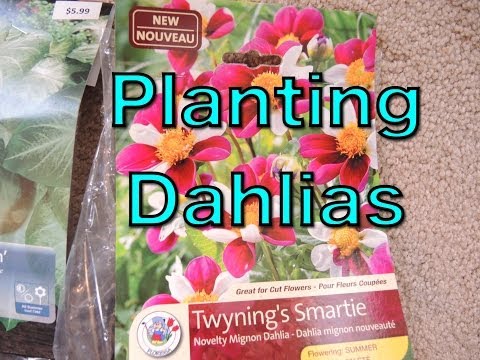 When and how to plant dahlias