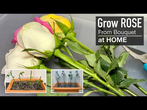 Grow roses stem cuttings